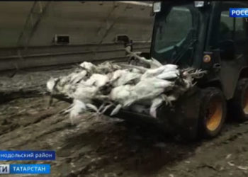 В Зеленодольском районе ввели карантин из-за птичьего гриппа