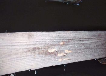 В Кайбицком районе РТ глава посёлка застрелил женщину, приняв ее за лисицу