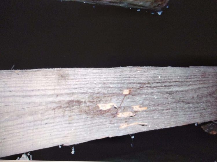 В Кайбицком районе РТ глава посёлка застрелил женщину, приняв ее за лисицу