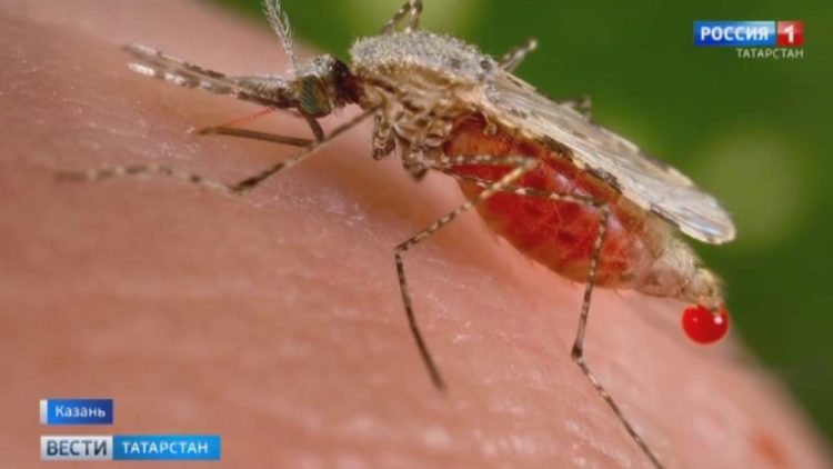 Официальная хроника за 4 декабря