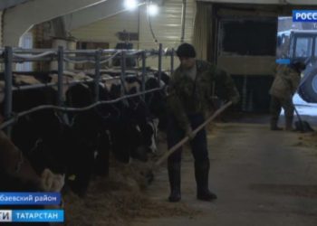 Аксубаевские аграрии строят роботизированные фермы благодаря президентской программе