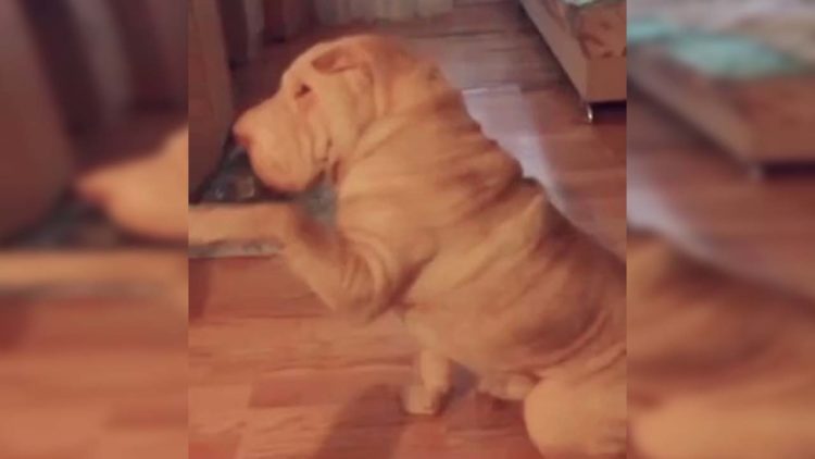 В Татарстане возбудили уголовное дело на мужчину, изрезавшего своего пса