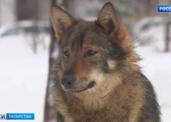 Прокуратура Татарстана выявила десятки нарушений у приюта для бездомных собак