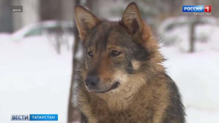 Прокуратура Татарстана выявила десятки нарушений у приюта для бездомных собак