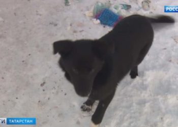 Прокуратура Татарстана выявила десятки нарушений у приюта для бездомных собак