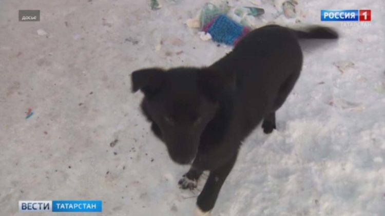 Прокуратура Татарстана выявила десятки нарушений у приюта для бездомных собак