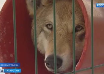 Рустам Минниханов: Приоритет этого года диспансеризация и массовая вакцинация