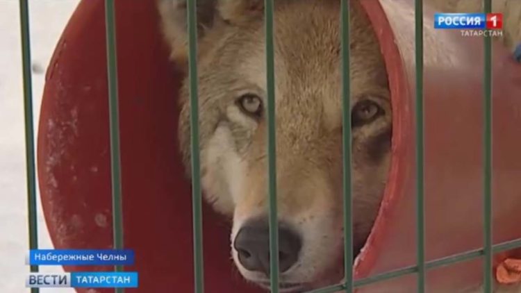 Рустам Минниханов: Приоритет этого года диспансеризация и массовая вакцинация