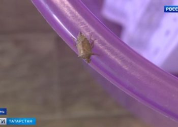 Цены на импортные розы и тюльпаны подскочили почти в два раза