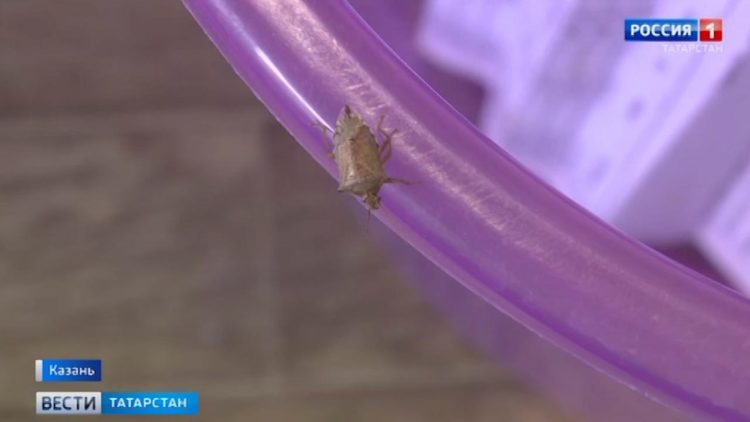 Цены на импортные розы и тюльпаны подскочили почти в два раза