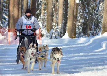 «Два золота» завоевал житель Зеленодольска на гонках на собачьих упряжках