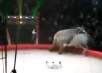 Два слона подрались на арене казанского цирка