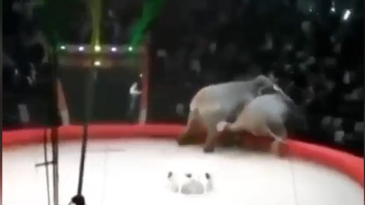 Два слона подрались на арене казанского цирка