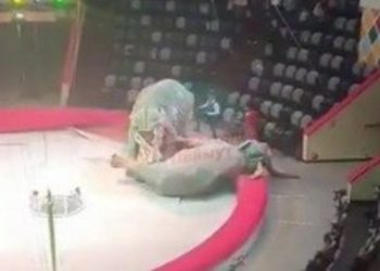 Два слона подрались на арене казанского цирка