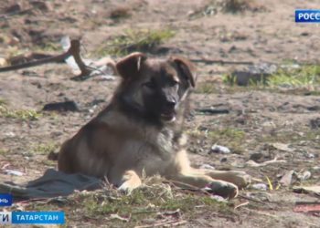 В Казани стая собак едва не растерзала ребенка