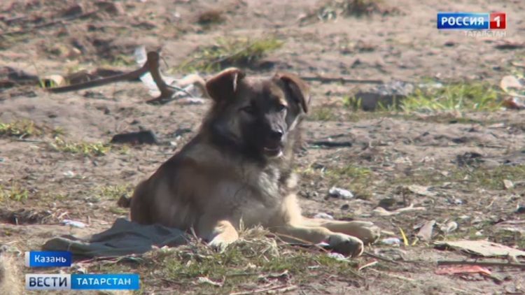 В Казани стая собак едва не растерзала ребенка