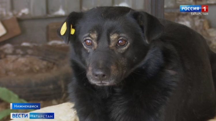 Сгоревшему приюту для животных в Нижнекамске за сутки собрали более полумиллиона рублей