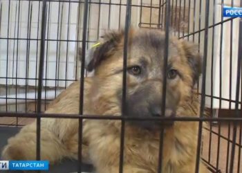 В Казани спасли собаку, которую пытались убить из арбалета