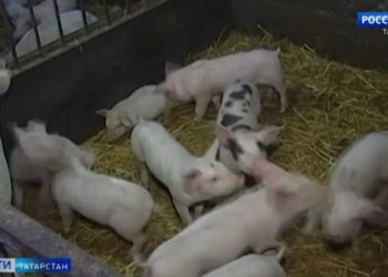 Какие меры принимают в Татарстане для предотвращения вспышек африканской чумы свиней