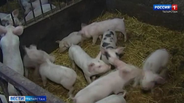 Какие меры принимают в Татарстане для предотвращения вспышек африканской чумы свиней
