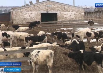 «Концлагерь для коров» привлек внимание прокуратуры Татарстана