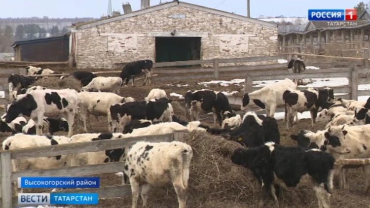 «Концлагерь для коров» привлек внимание прокуратуры Татарстана