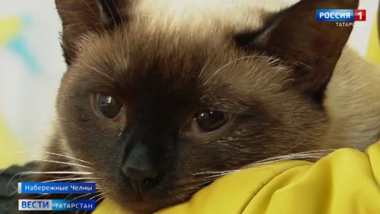 В Казани экологи выявили более сотни нарушений