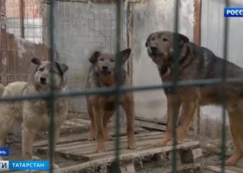 Казанские дачники выступают против собачьего питомника