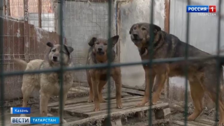 Казанские дачники выступают против собачьего питомника