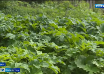 В День химика «Танеко» и «Нижнекамскнефтехим» запустили новые производства