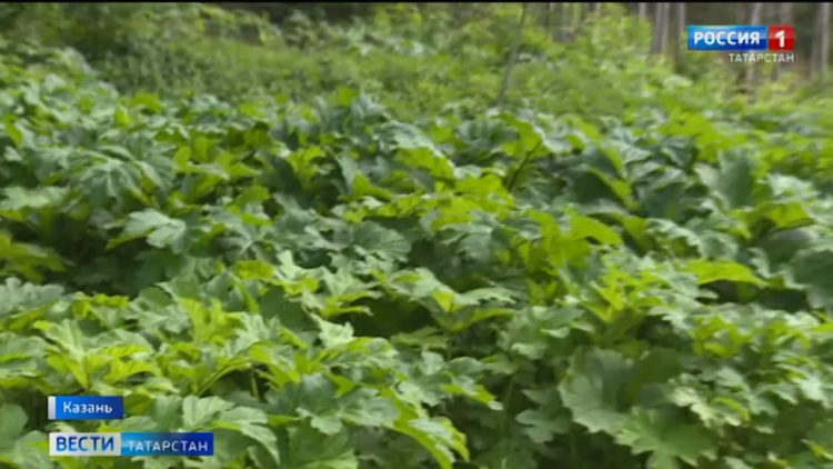 В День химика «Танеко» и «Нижнекамскнефтехим» запустили новые производства