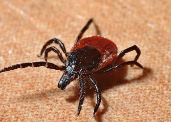 В этом году от укусов клещей пострадали 475 татарстанцев