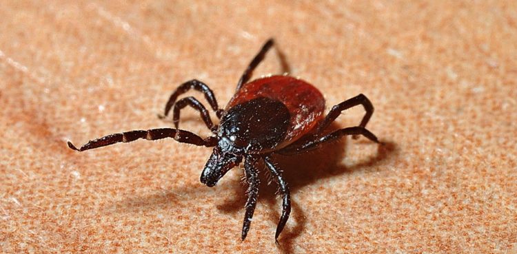 В этом году от укусов клещей пострадали 475 татарстанцев