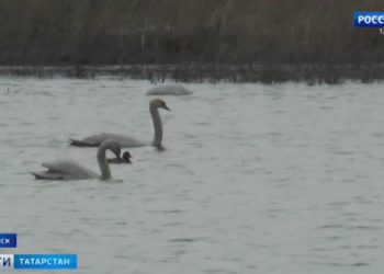 Лебеди поселились на одном из водоемов Буинского района РТ
