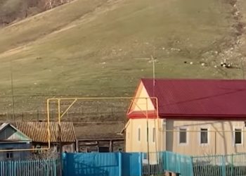 В Башкирии медведь устроил погоню за стадом овец