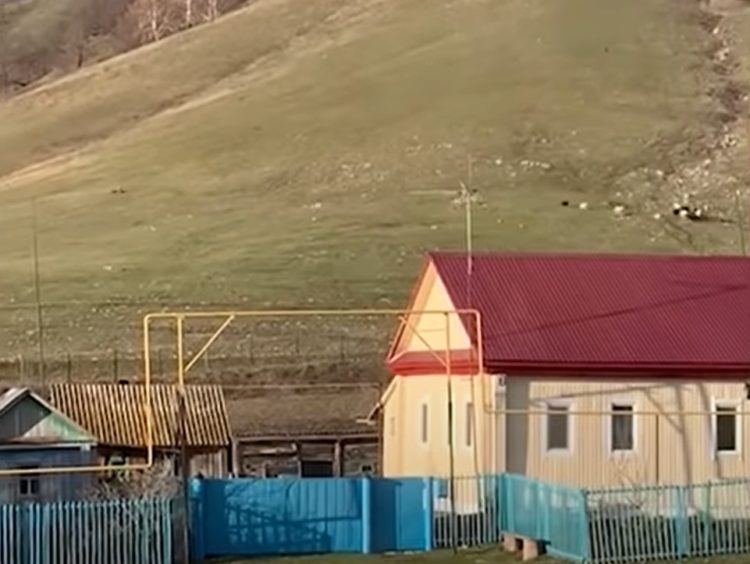 В Башкирии медведь устроил погоню за стадом овец