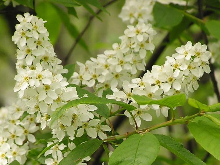Концертлар (18.05.21)