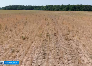 Урожай под угрозой: в 38 районах Татарстана из-за засухи объявлен режим ЧС