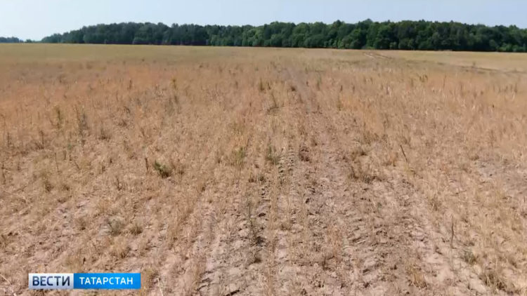 Урожай под угрозой: в 38 районах Татарстана из-за засухи объявлен режим ЧС