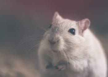 В центре Казани закрыли паб из-за тараканов и крыс