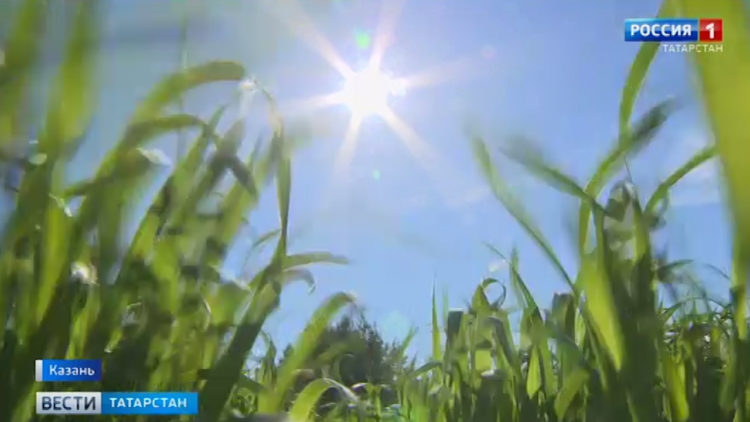 Июньское пекло: в Татарстане из-за аномальной жары могут ввести режим ЧС