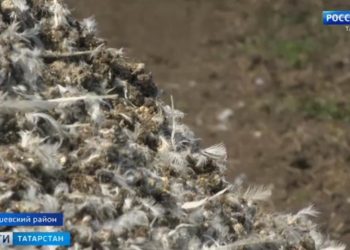 Соседство с душком: жители нескольких деревень Лаишевского района задыхаются от жуткого запаха с птицефабрики