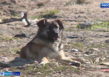 «Они бежали на меня»: Бродячие собаки продолжают нападать на детей