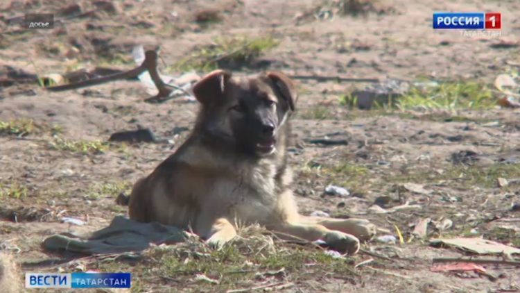 «Они бежали на меня»: Бродячие собаки продолжают нападать на детей