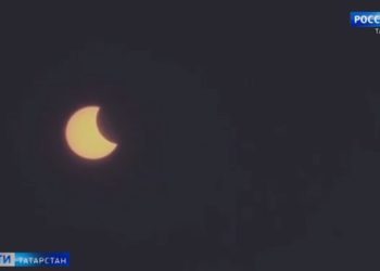 «Они бежали на меня»: Бродячие собаки продолжают нападать на детей