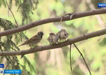 Природа восстановит равновесие: орнитологи объяснили снижение популяции воробьев в Казани