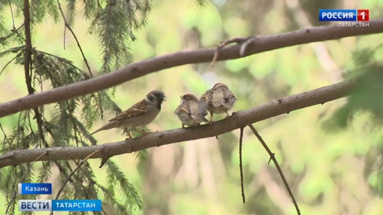 Природа восстановит равновесие: орнитологи объяснили снижение популяции воробьев в Казани