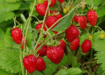  Табигать дуслары (19.06.21)