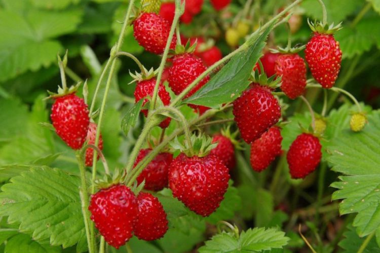  Табигать дуслары (19.06.21)