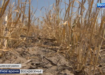 Жара вызвала почвенную засуху в шести районах Татарстана